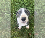 Small Photo #1 Great Dane Puppy For Sale in BESSEMER CITY, NC, USA