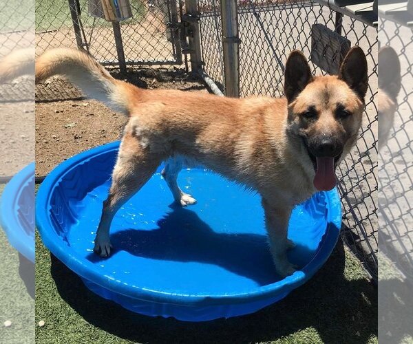Medium Photo #4 Akita-German Shepherd Dog Mix Puppy For Sale in Santa Clarita, CA, USA