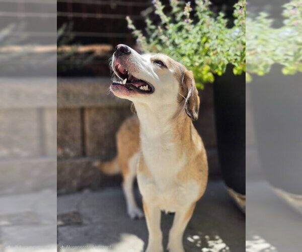 Medium Photo #10 Beagle-Unknown Mix Puppy For Sale in Lakewood, CO, USA