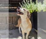 Small #9 Beagle Mix