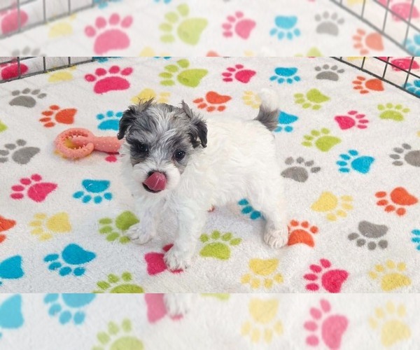 Medium Photo #9 Havapoo Puppy For Sale in ORO VALLEY, AZ, USA