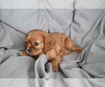 Puppy Baylor Cavalier King Charles Spaniel