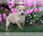 Small Photo #1 Poo-Shi Puppy For Sale in SHILOH, OH, USA