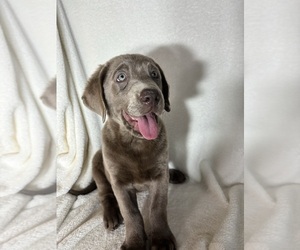 Labrador Retriever Puppy for sale in GREENFIELD, IN, USA