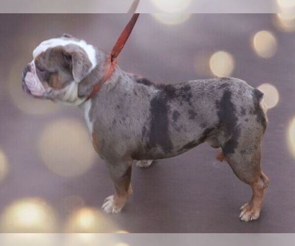 Medium Photo #1 Olde English Bulldogge Puppy For Sale in NILES, MI, USA