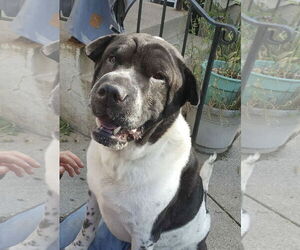 Bernard - Male Pug-Unknown Mix Dog for Adoption - Photo #6