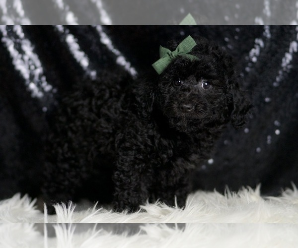 Medium Photo #3 Poodle (Miniature) Puppy For Sale in WARSAW, IN, USA