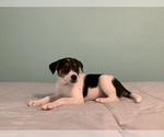 Small Photo #4 Australian Cattle Dog-Border Collie Mix Puppy For Sale in HILLSBORO, WI, USA