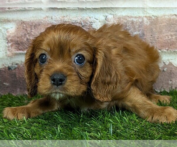 Medium Photo #11 Cavalier King Charles Spaniel Puppy For Sale in MOBERLY, MO, USA