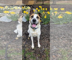 Mutt Dogs for adoption in Rockaway, NJ, USA