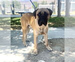 Small #5 Bullmastiff