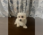 Image preview for Ad Listing. Nickname: Sugar