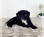 Image preview for Ad Listing. Nickname: Bentley