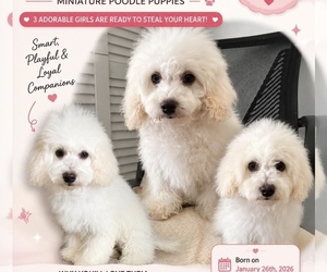 Poodle (Miniature) Puppy for sale in GARLAND, TX, USA