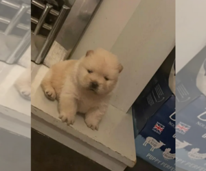 Chow Chow Puppy for sale in BREA, CA, USA