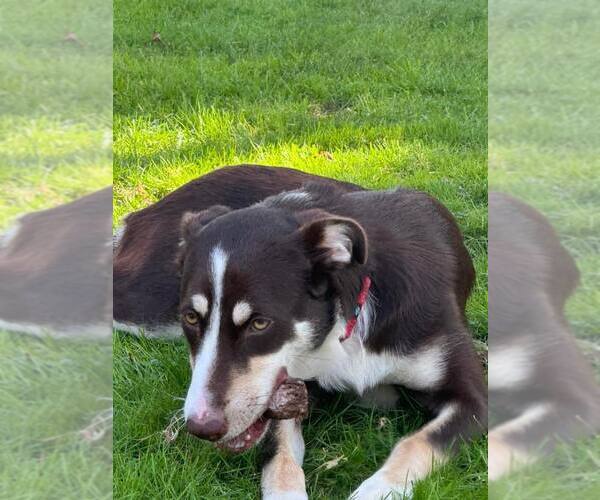 Medium Photo #14 Mutt Puppy For Sale in Woodbury, NY, USA