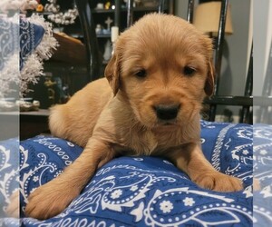 Golden Retriever Puppy for sale in COLLEGE STATION, TX, USA