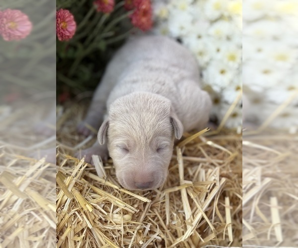 Medium Photo #24 Labrador Retriever Puppy For Sale in LEASBURG, MO, USA