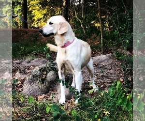 Golden Retriever Dogs for adoption in CROCKETT, TX, USA