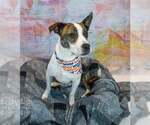 Small #4 Boxer Mix