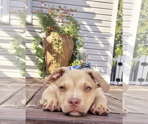 Mutt Dogs for adoption in Rockaway, NJ, USA