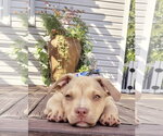 Small Mutt