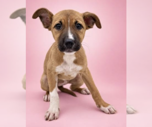 Mutt Dogs for adoption in Brooklyn, NY, USA