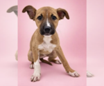Peach - Female Mutt Dog for Adoption - Small photo