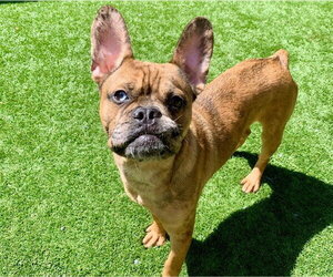 French Bulldog-Unknown Mix Dogs for adoption in Moreno Valley, CA, USA