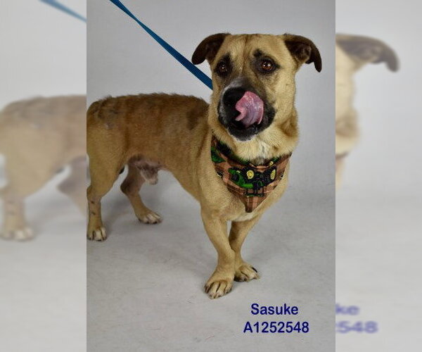 Medium Photo #2 Mutt Puppy For Sale in Bakersfield, CA, USA