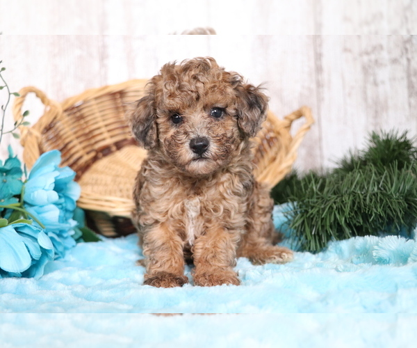 Full screen Photo #2 Poodle (Miniature) Puppy For Sale in SHILOH, OH, USA