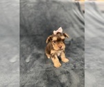 Small Photo #16 Yorkshire Terrier Puppy For Sale in PARIS, TX, USA