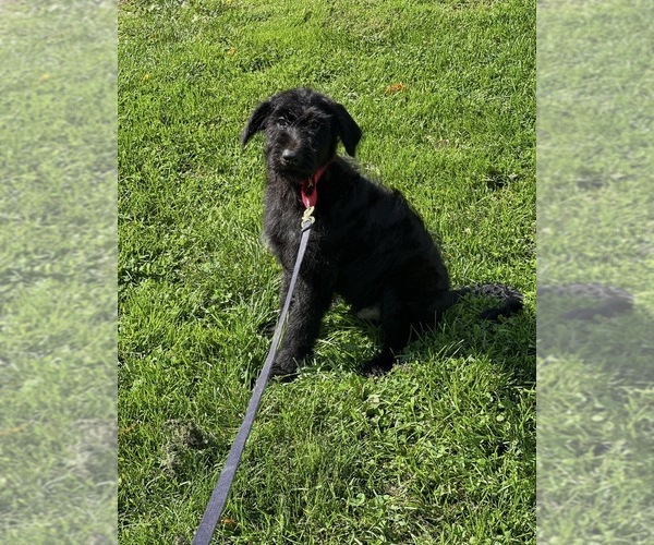Medium Photo #2 German Shepherd Dog-Portuguese Water Dog Mix Puppy For Sale in ELLENVILLE, NY, USA