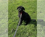 duncan - Male German Shepherd Dog-Portuguese Water Dog Mix Dog for Adoption - Photo #2
