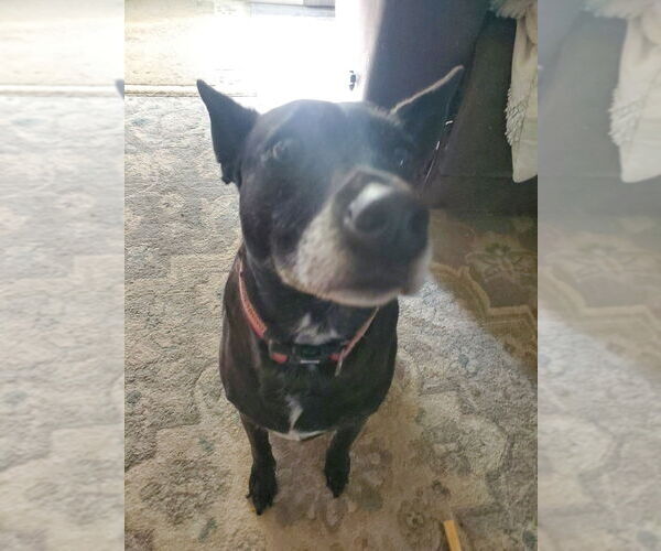 Medium Photo #2 Miniature Pinscher-Unknown Mix Puppy For Sale in Aurora, IN, USA