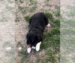 Small #7 Miniature Australian Shepherd