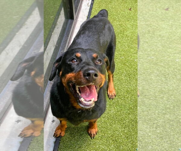 Medium Photo #4 Rottweiler Puppy For Sale in Hillsboro, NH, USA