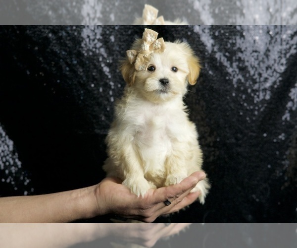 Medium Photo #66 Maltipoo Puppy For Sale in WARSAW, IN, USA