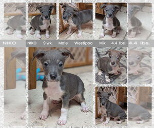 Mutt Dogs for adoption in Mesa, AZ, USA