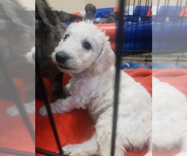Medium Photo #12 Labradoodle Puppy For Sale in SAN ANTONIO, TX, USA
