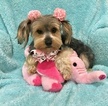 Small Photo #1 Yorkshire Terrier Puppy For Sale in LA VERNIA, TX, USA