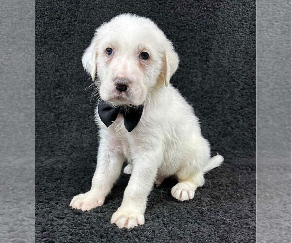 Medium Photo #3 Great Pyrenees-Unknown Mix Puppy For Sale in Grafton, WI, USA