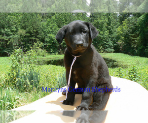 German Shepherd Dog Puppy for sale in PIEDMONT, MO, USA