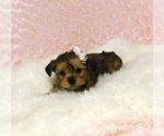 Small Photo #2 Shorkie Tzu Puppy For Sale in WARRENSBURG, MO, USA