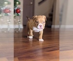Small Photo #5 American Bully Puppy For Sale in ANTIOCH, CA, USA