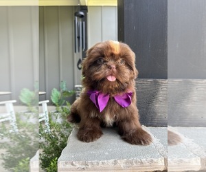 Shih Tzu Puppy for sale in EASLEY, SC, USA
