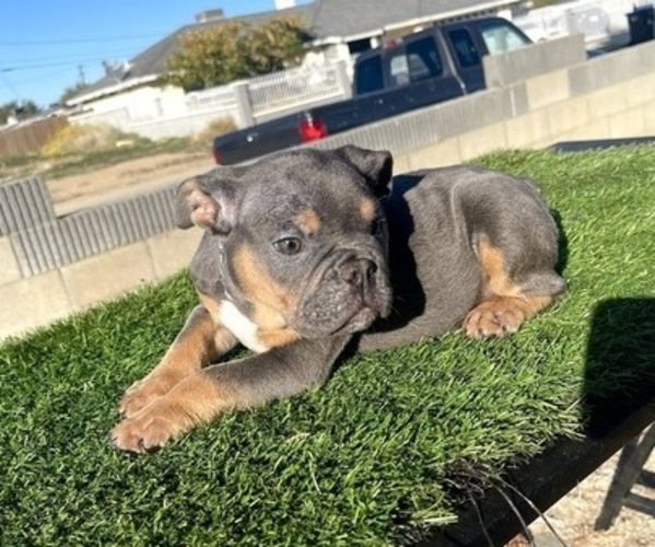 Medium Photo #8 English Bulldog Puppy For Sale in WEST HOLLYWOOD, CA, USA