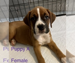 Boxer Puppy for sale in NORFOLK, VA, USA