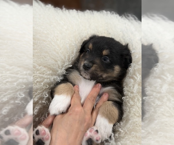 Medium Photo #32 Australian Shepherd Puppy For Sale in NEW BRAUNFELS, TX, USA