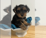 Small Photo #1 Yorkshire Terrier Puppy For Sale in AUMSVILLE, OR, USA